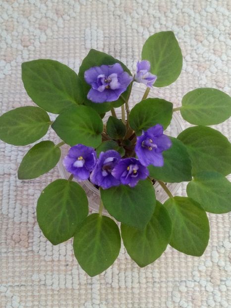 25 aug - ZZ Little Chatterbox