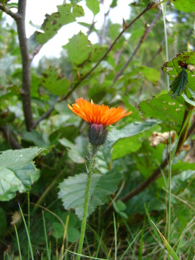 DSC04502 - FLORI SALBATICE