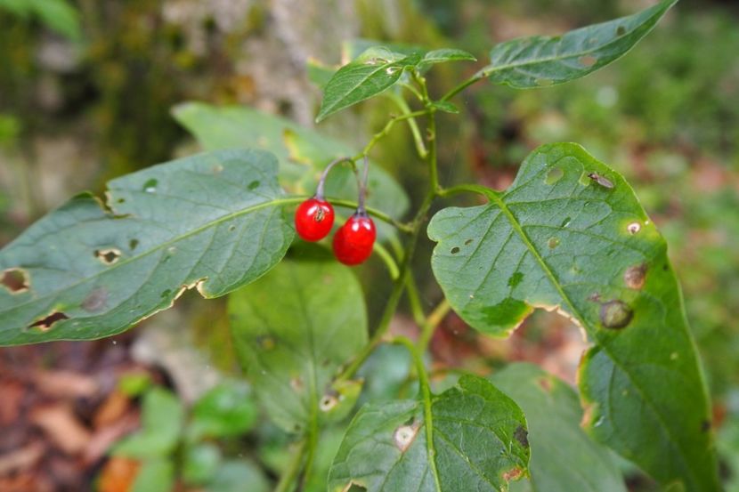 P9070133 - 2018_09_07