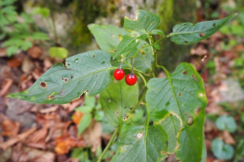 P9070134 - 2018_09_07