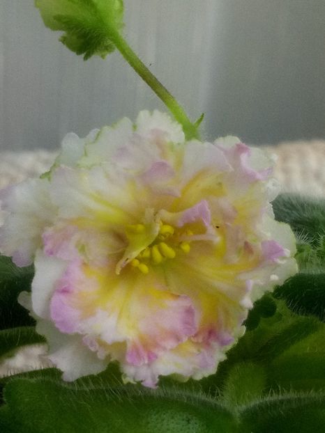 30 oct - LE Zlato Skifov