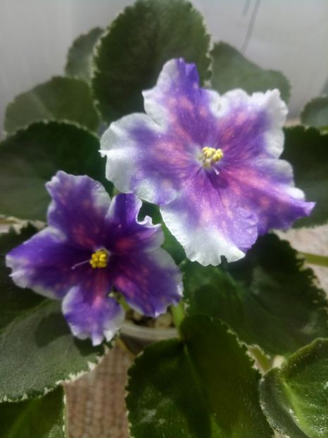 18 augus - VaT Tsar Goroh