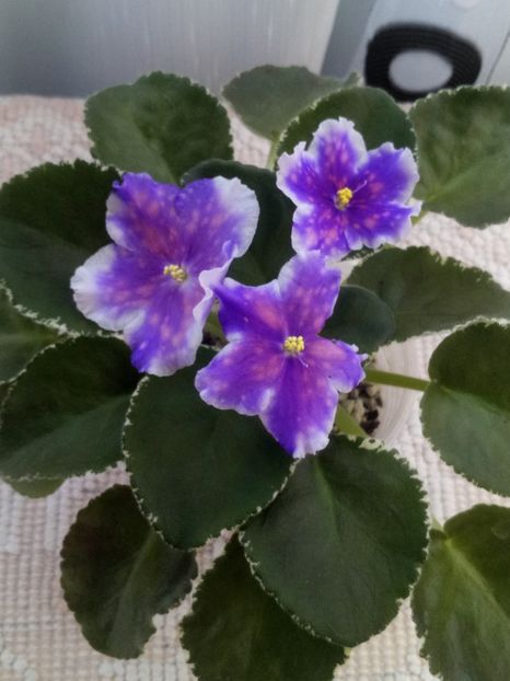 25 aug - VaT Tsar Goroh