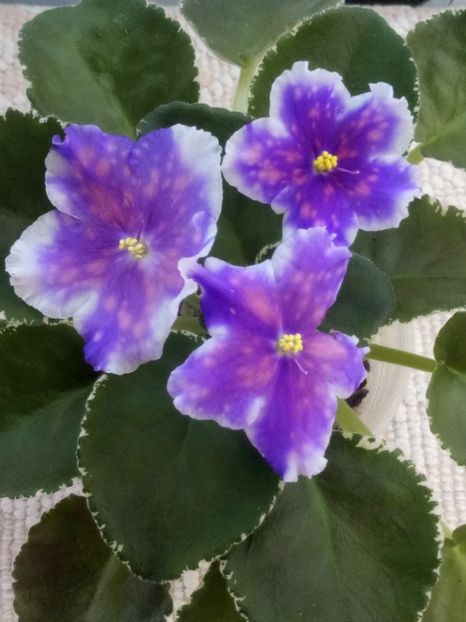 25 aug - VaT Tsar Goroh