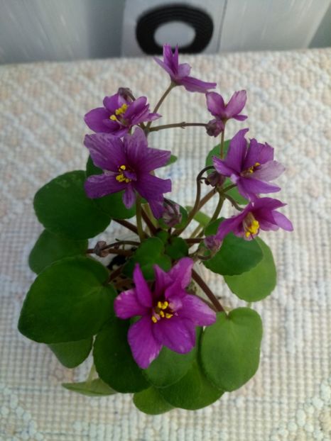 30 sep - Ramblin Sunshine