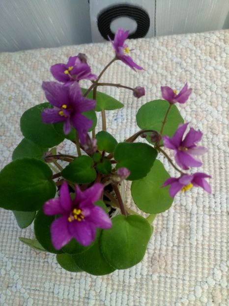 30 sept - Ramblin Sunshine