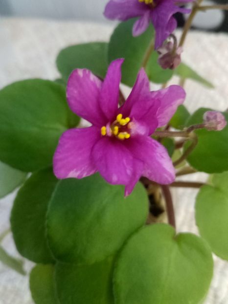 30 sept - Ramblin Sunshine