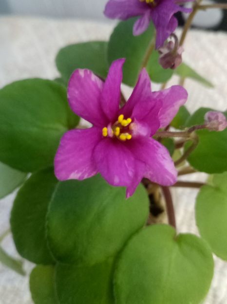 30 sept - Ramblin Sunshine