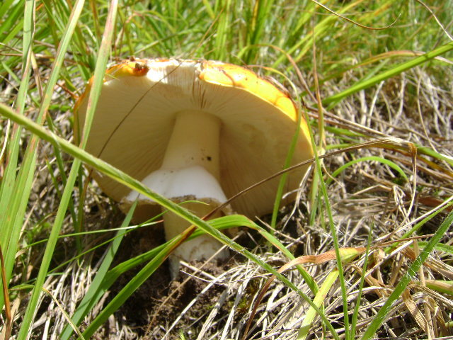 DSC04508 - FLORI SALBATICE