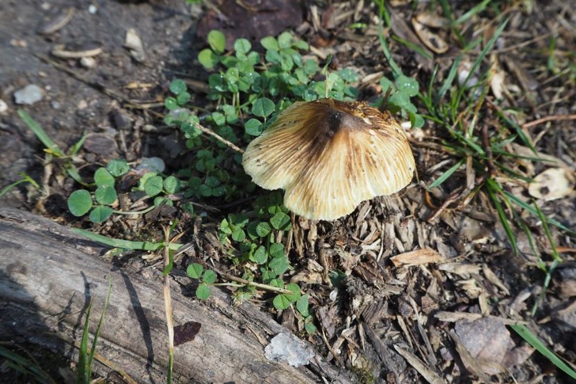 P9080291 - 2018_09_08