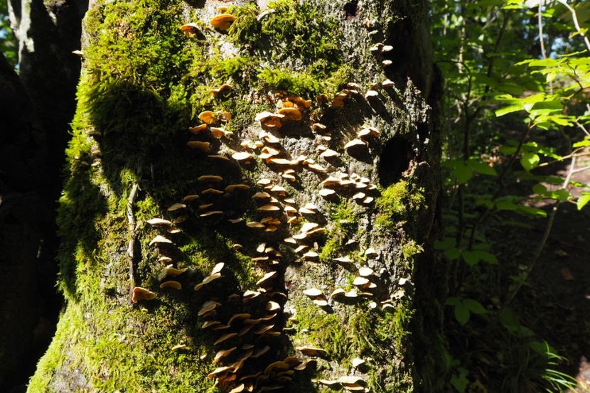 P9080293 - 2018_09_08