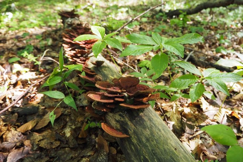 P9080296 - 2018_09_08