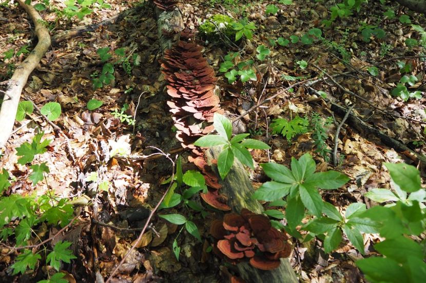 P9080297 - 2018_09_08