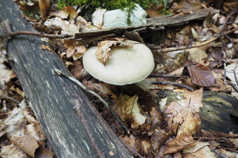 P9080304 - 2018_09_08