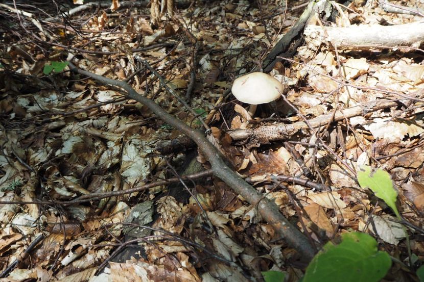 P9080307 - 2018_09_08