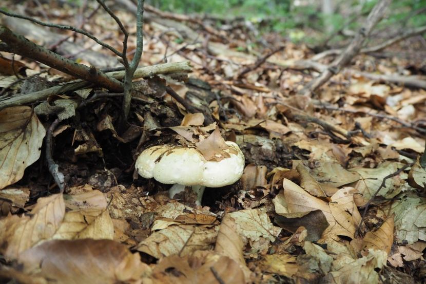 P9080320 - 2018_09_08