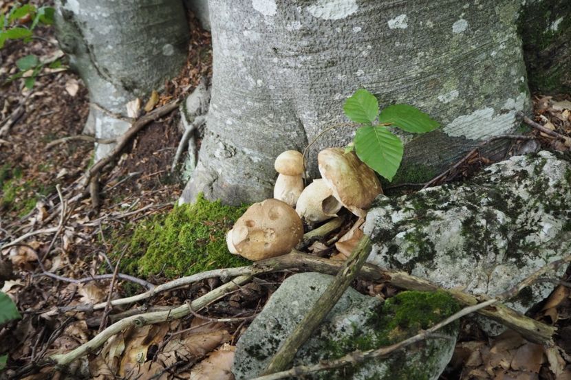 P9080321 - 2018_09_08