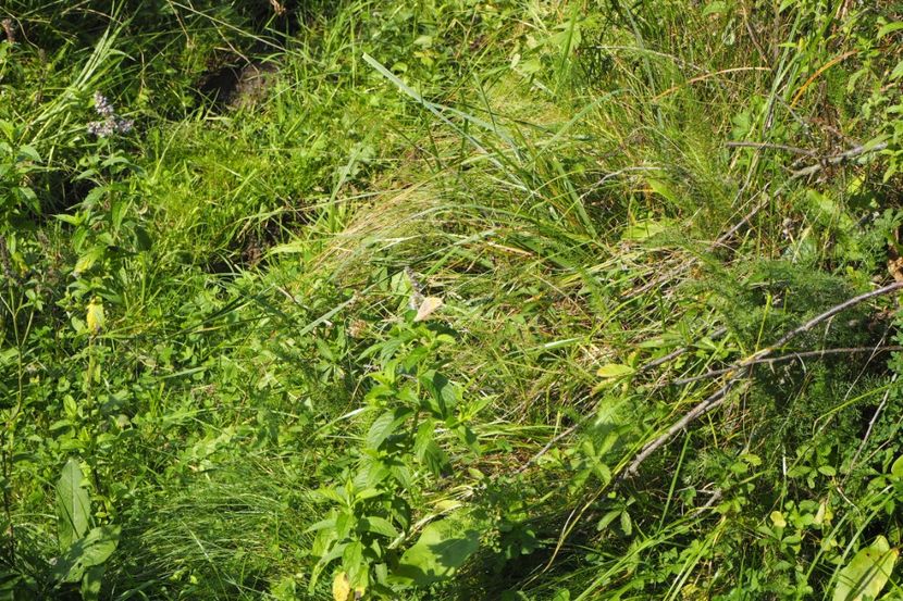 P9080331 - 2018_09_08