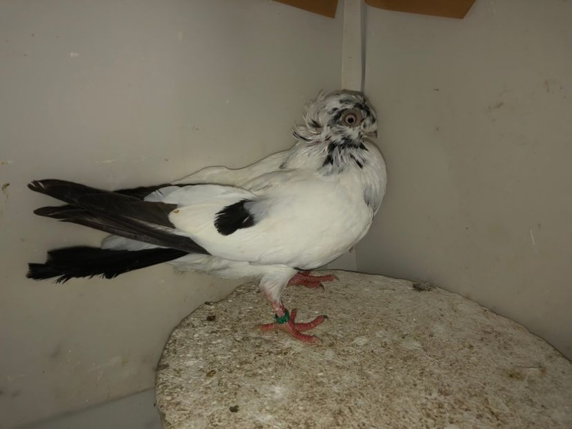 7011  mascul  2019 - Plecați ALBUM 2