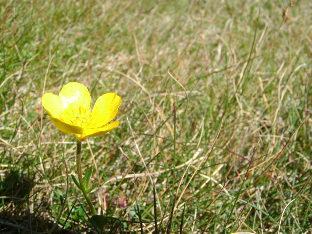 DSC04593 - FLORI SALBATICE