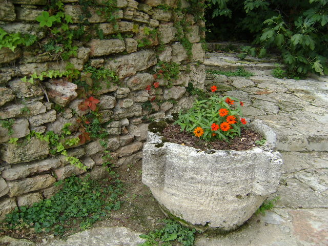 DSC07106 - FLORI SALBATICE