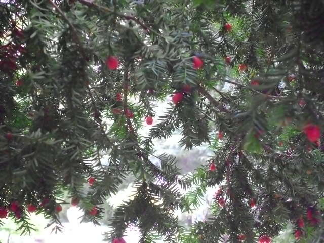 DSC07166 - FLORI SALBATICE