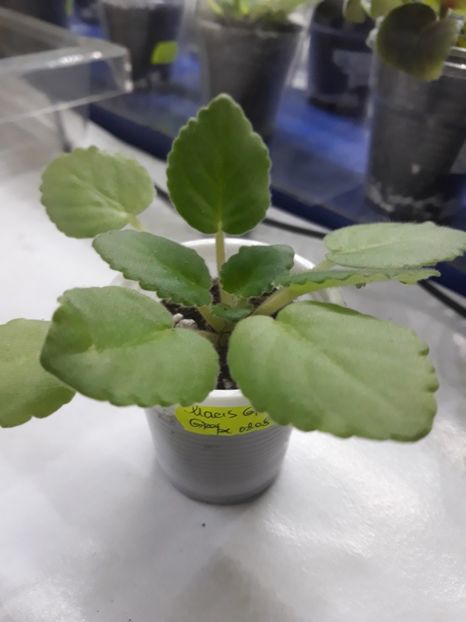  - Mac s Glacial Grape