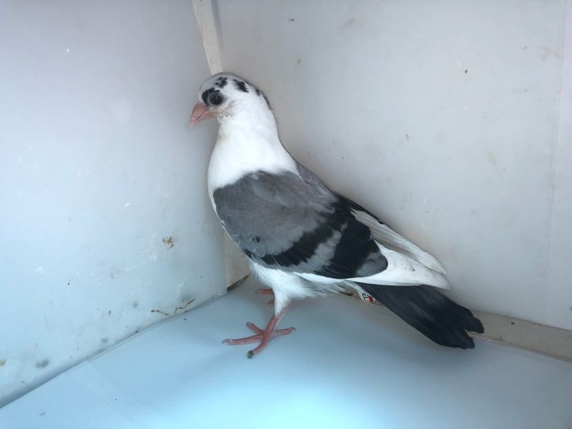 7002  mascul  2019 - Plecați ALBUM 2