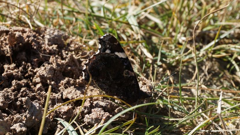  - 2018 14 octombrie 2018 baraj paltinu