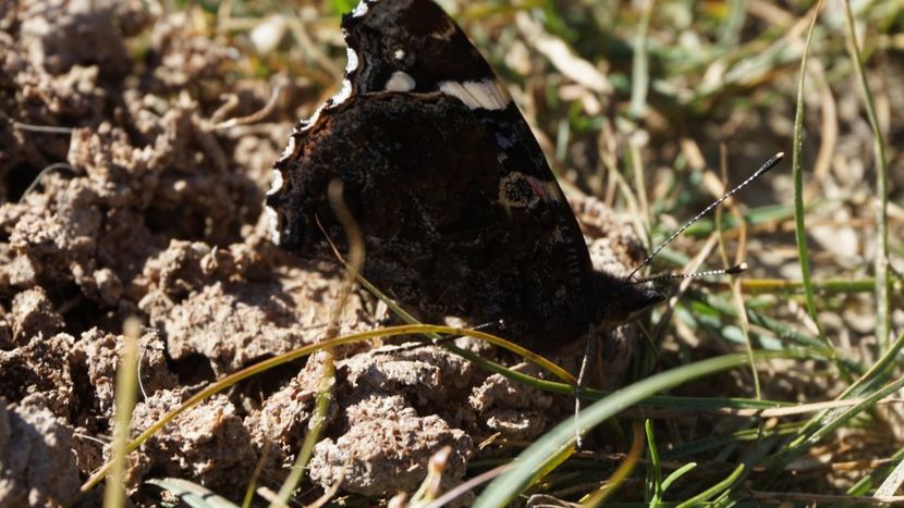  - 2018 14 octombrie 2018 baraj paltinu