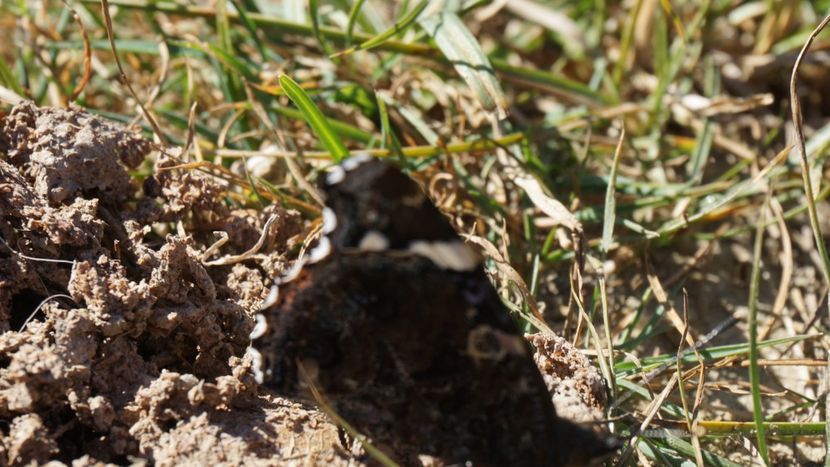  - 2018 14 octombrie 2018 baraj paltinu