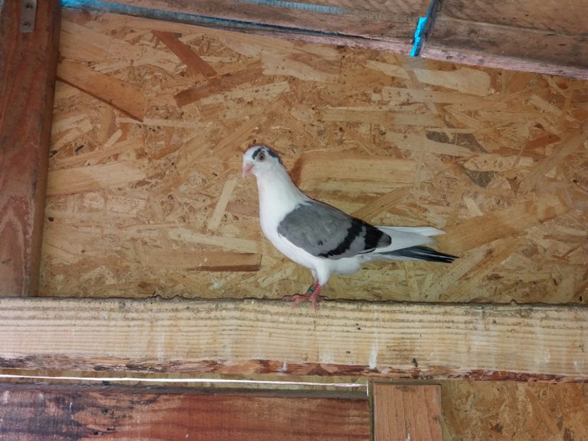 6887  femelă  2019 - Plecați ALBUM 2