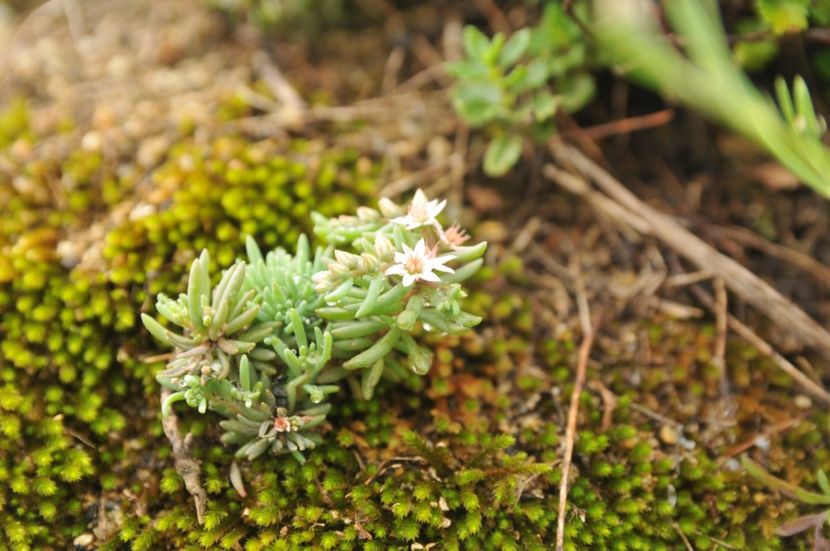  - 2018 DINO PARK SI PESTERA CETATII