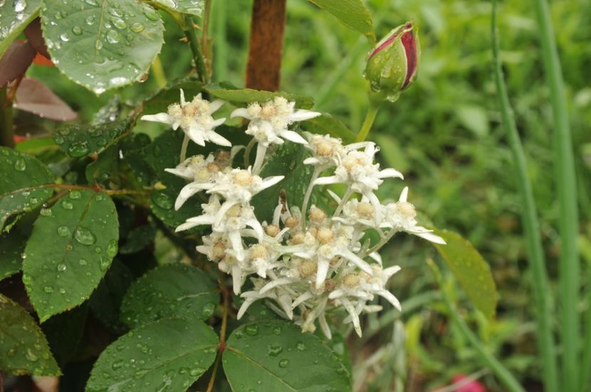  - 2018 DINO PARK SI PESTERA CETATII