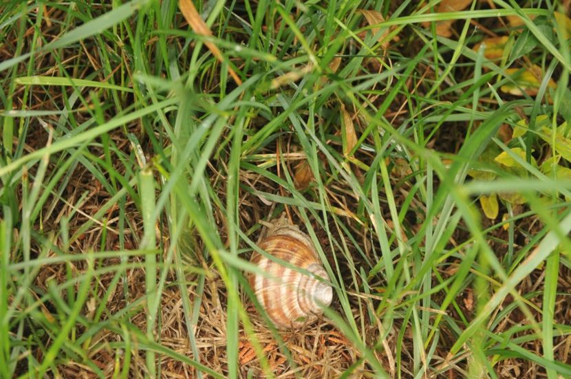  - 2018 DINO PARK SI PESTERA CETATII