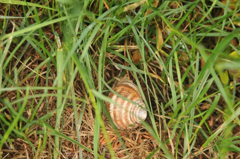  - 2018 DINO PARK SI PESTERA CETATII