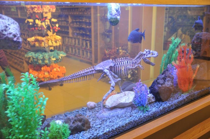  - 2018 DINO PARK SI PESTERA CETATII