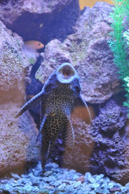  - 2018 DINO PARK SI PESTERA CETATII