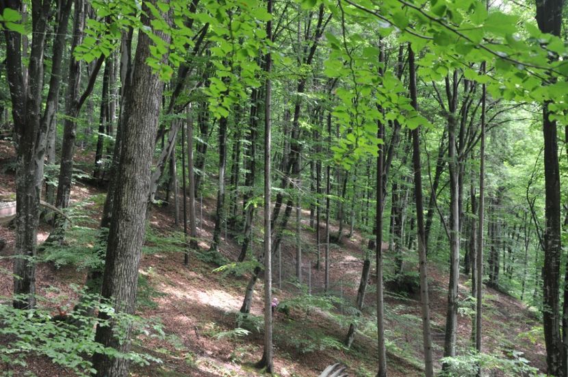  - 2018 DINO PARK SI PESTERA CETATII