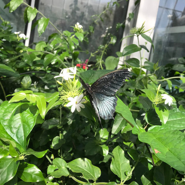  - Butterfly Show 2019