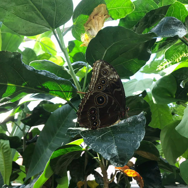  - Butterfly Show 2019