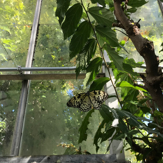  - Butterfly Show 2019