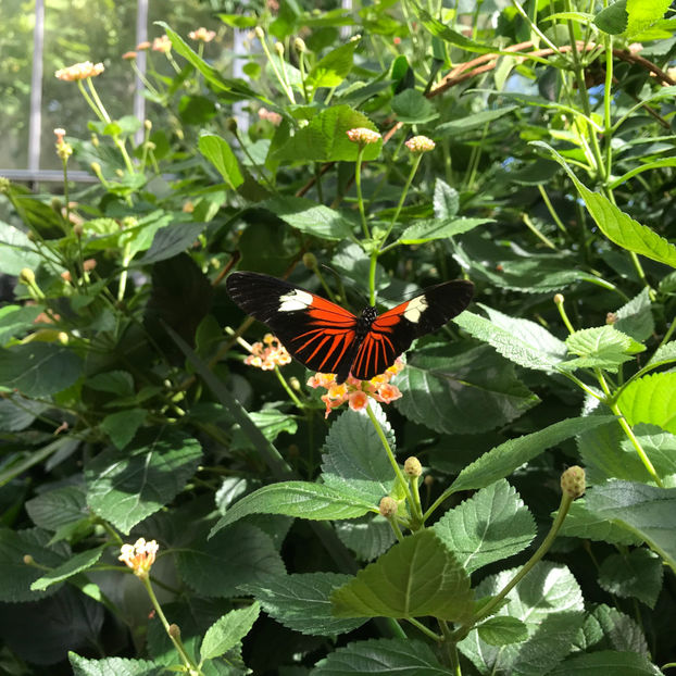  - Butterfly Show 2019