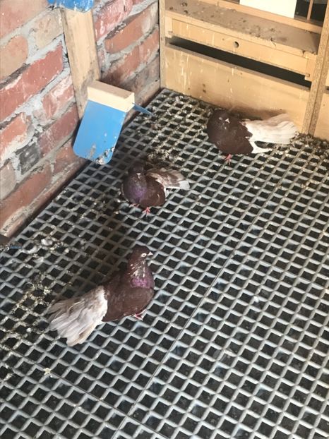 C8049961-C486-46C8-878E-CAE0EFE19188 - Ciungi de Bucuresti