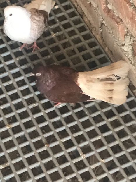 4D3FDA2C-8DB8-4BBD-92AF-56474F9CE3AD - Ciungi de Bucuresti