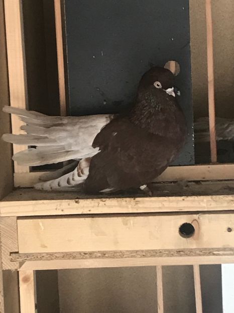 3B6B0803-C40C-4DFE-821D-A7A16F99F17A - Ciungi de Bucuresti