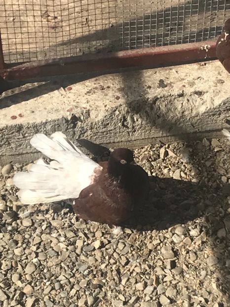 EF372D2F-7D4B-4513-8270-64FEE93B98F3 - Ciungi de Bucuresti