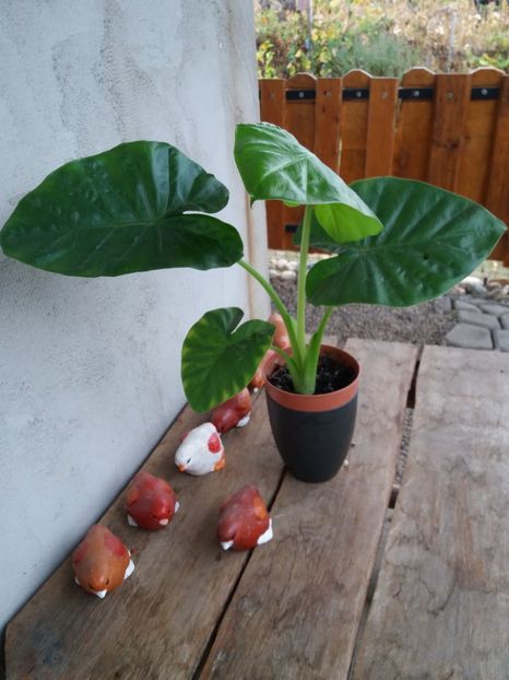  - flori de camera 2019