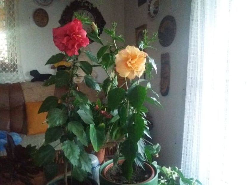  - flori de camera 2019