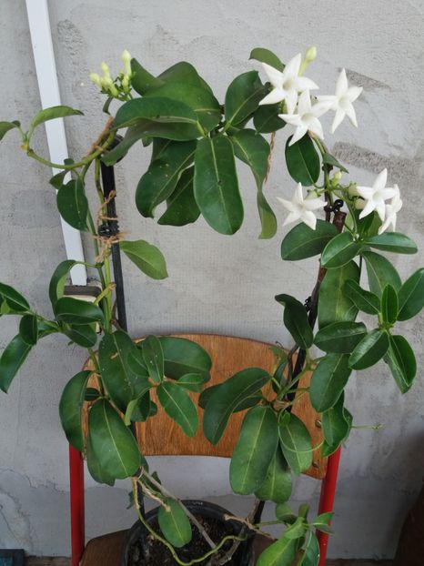  - flori de camera 2019